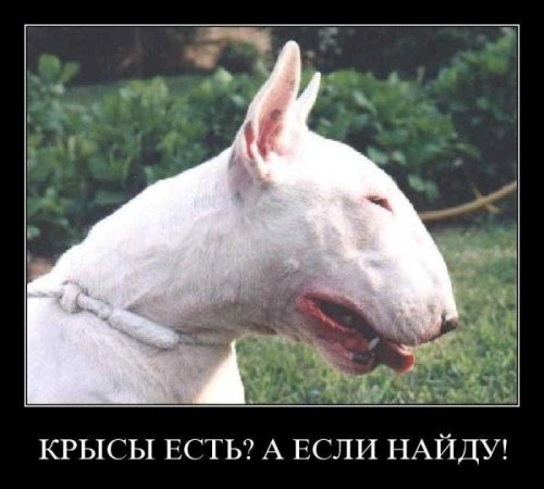 Демотиваторы (75 фото)