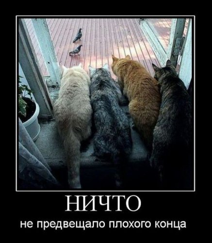 Демотиваторы (75 фото)