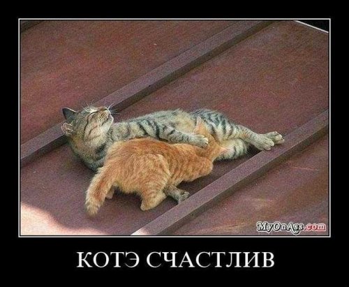 Демотиваторы (75 фото)